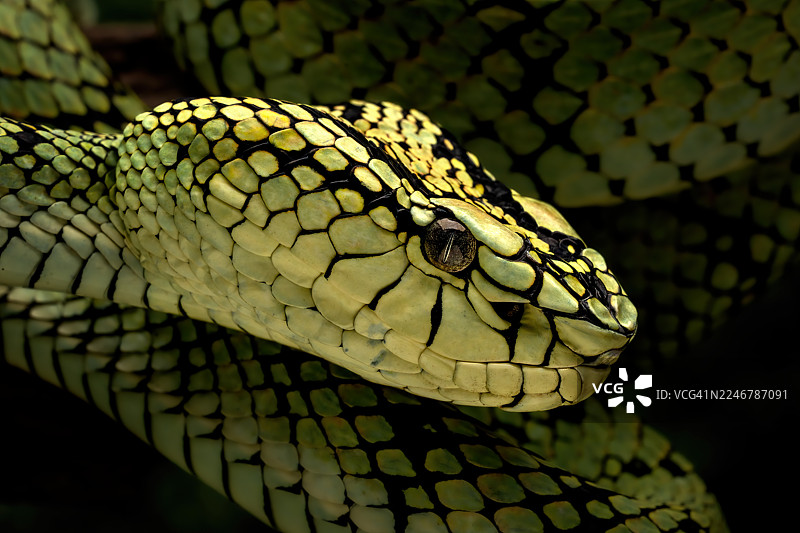 苏门答腊矛头蝮图片素材