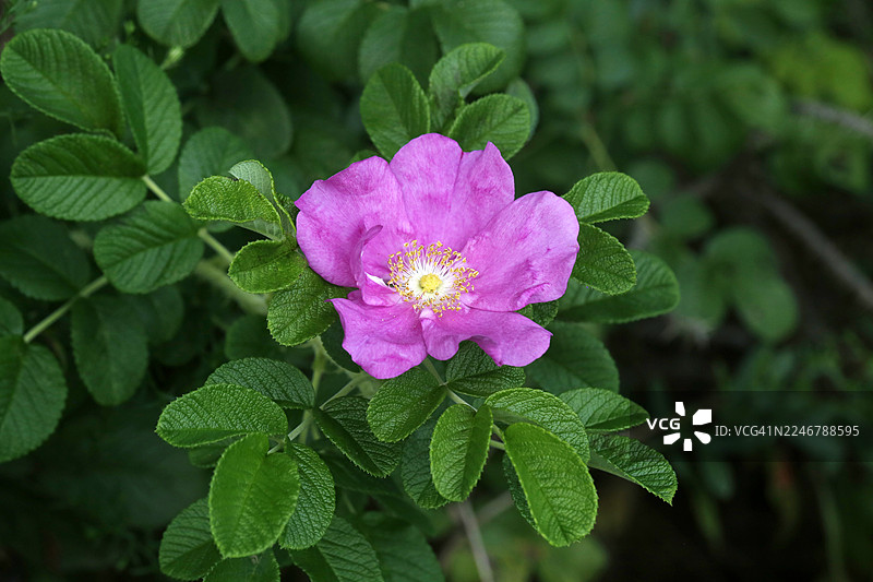蔷薇，蔷薇科，落叶灌木，海边沙地图片素材