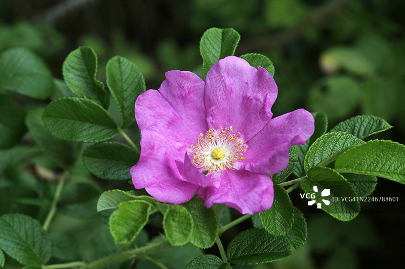 玫瑰，蔷薇科，落叶灌木，海边沙地图片素材