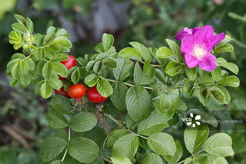 玫瑰，蔷薇科落叶灌木，海滨沙地图片素材