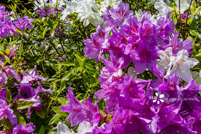 杜鹃花图片素材