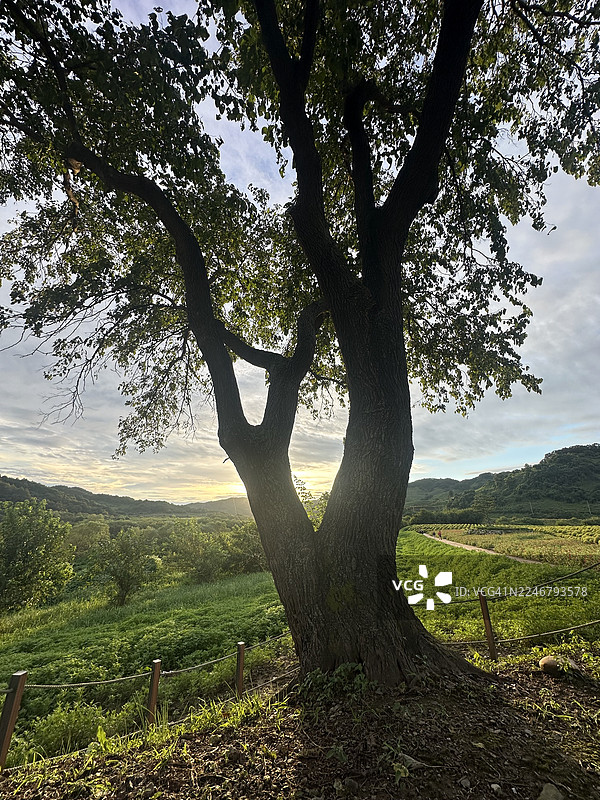 延川郡抱川市的 sapogoji 墓图片素材