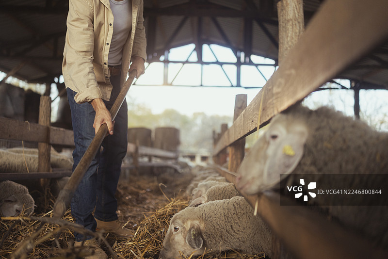 一位男性农民在木制谷仓里辛勤工作，无法辨认其面容。他正用干草叉或铲子将新鲜的干草移向羊圈里的羊。图片素材