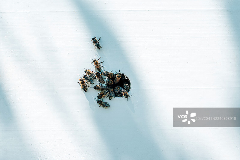 带有蜜蜂和蜂蜜的蜂巢。收获。天然健康食品。生态友好产品。图片素材