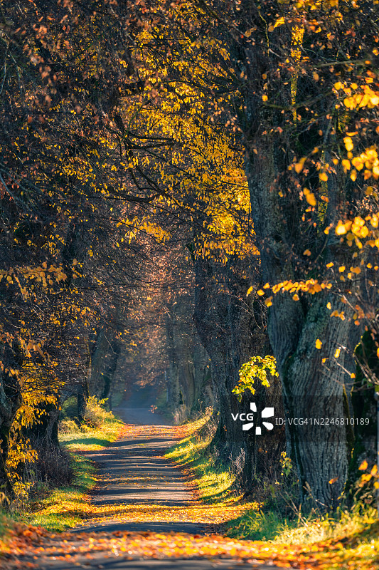 巴伐利亚林登小巷，德国，欧洲图片素材