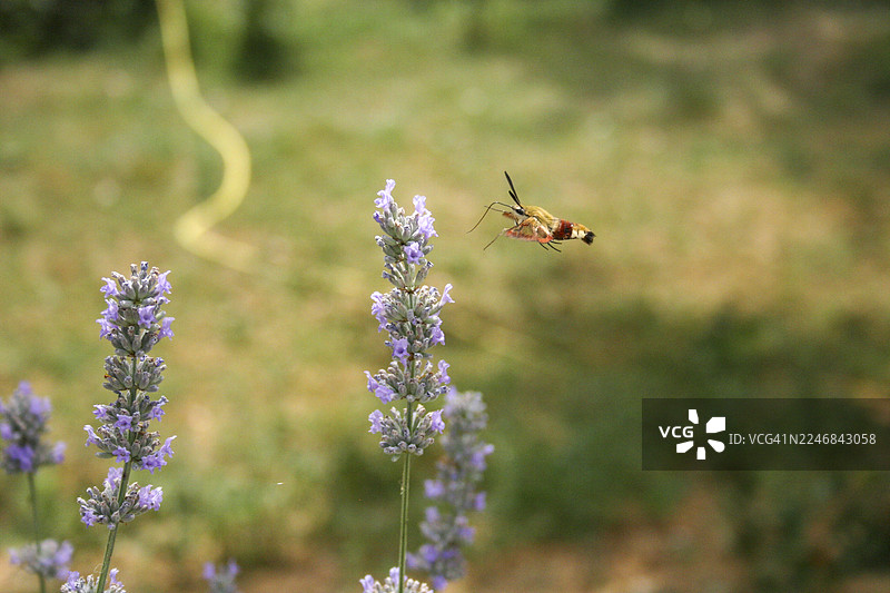 法国西南部的蜂鸟天蛾在薰衣草上觅食图片素材