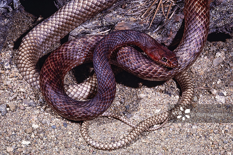 东方鞭蛇图片素材