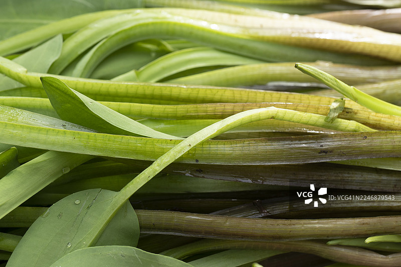 新鲜的空心菜图片素材