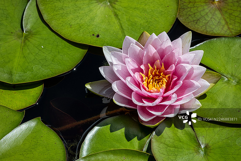 睡莲玛尔丽阿恰图片素材