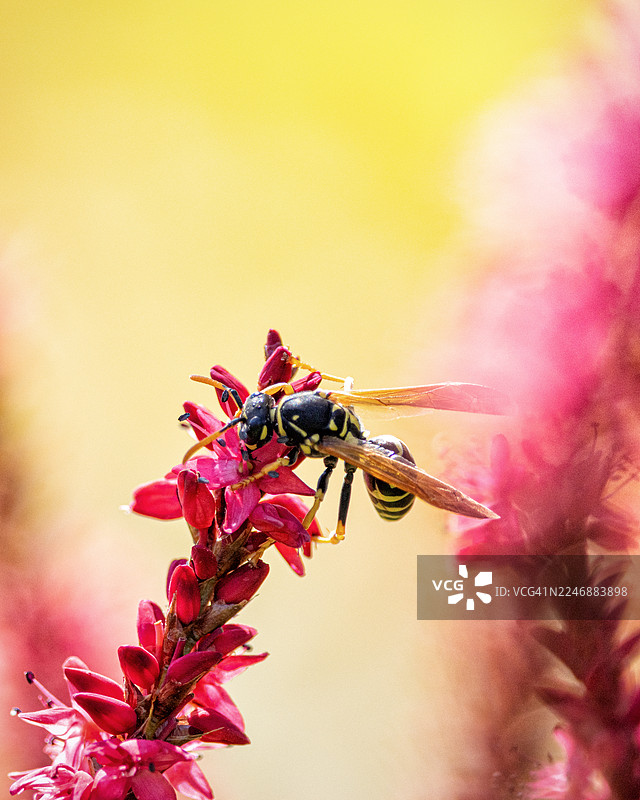 蜜蜂停留在花上的特写图图片素材