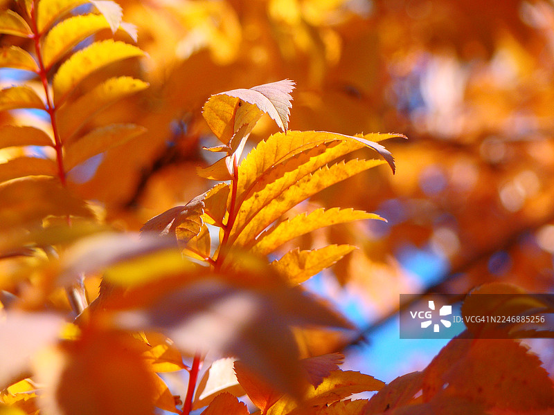 秋日橙色树叶挂在树枝上图片素材