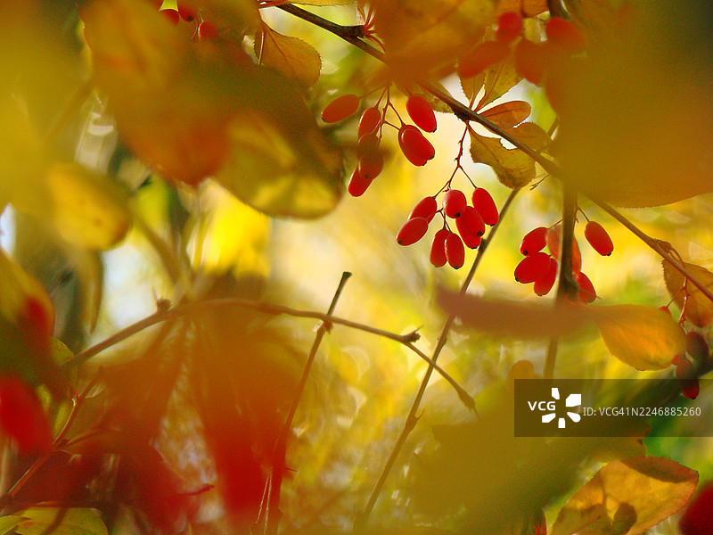 灌木上的小檗浆果图片素材