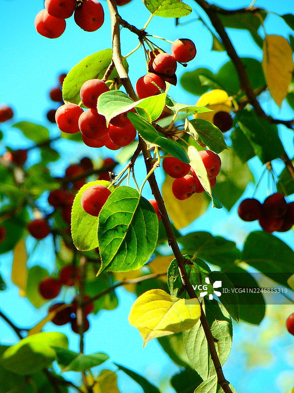 阳光下的树上结着小苹果图片素材