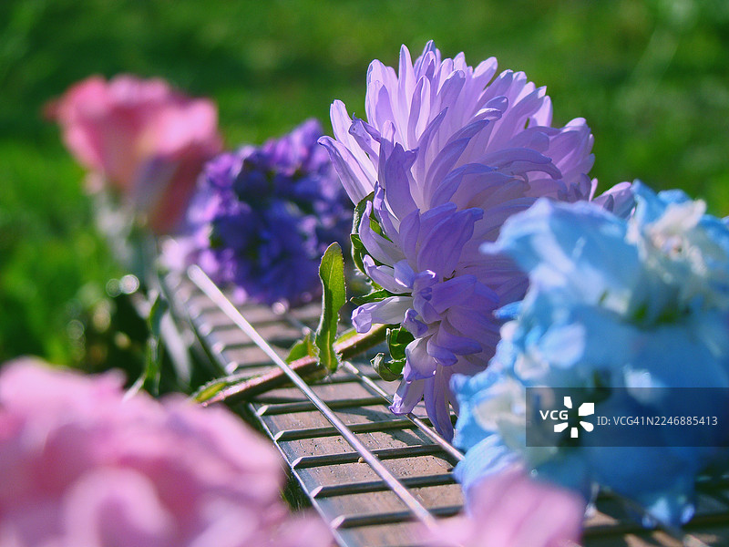 阳光下的草地上，吉他与鲜花图片素材