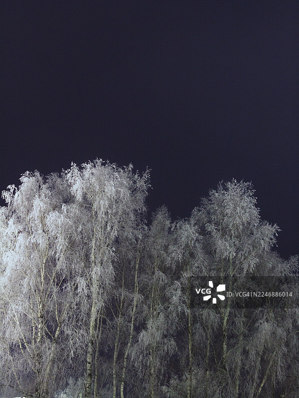夜晚被雪覆盖的树图片素材