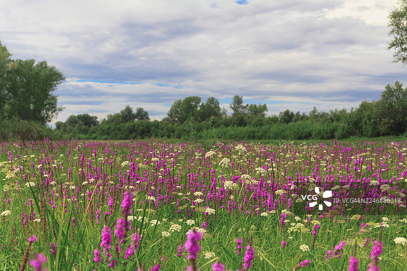 粉色花朵盛开的原野图片素材