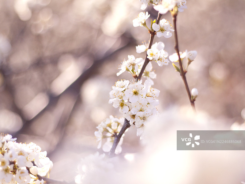 春天盛开的树枝图片素材