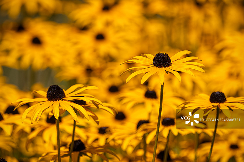 橙色松果菊图片素材