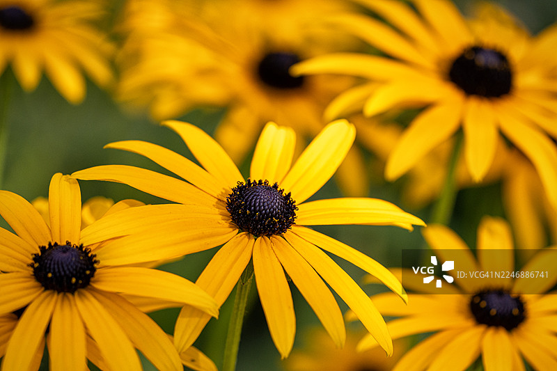 橙色松果菊图片素材