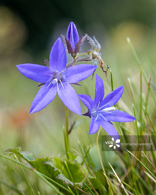 塞尔维亚钟花图片素材