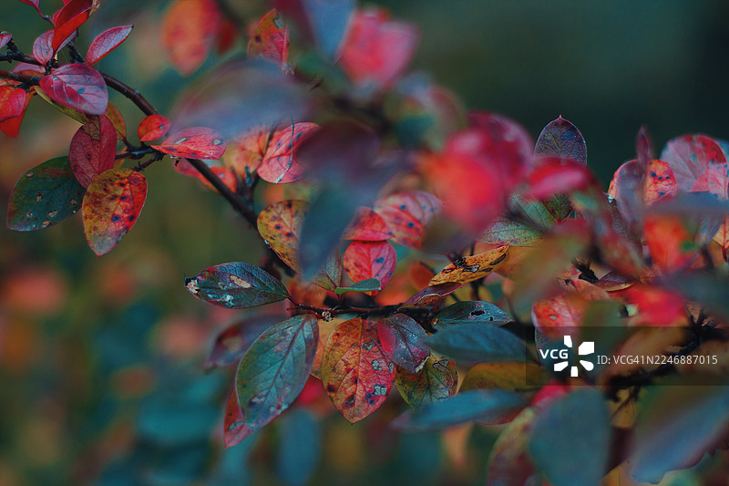 灌木上的红色秋叶图片素材