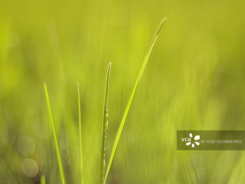 绿色草地微距图片素材
