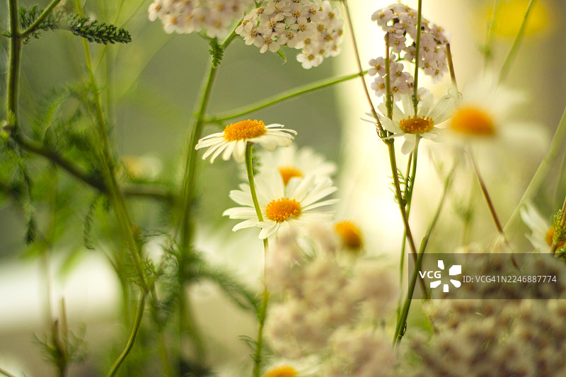 盛开的雏菊图片素材