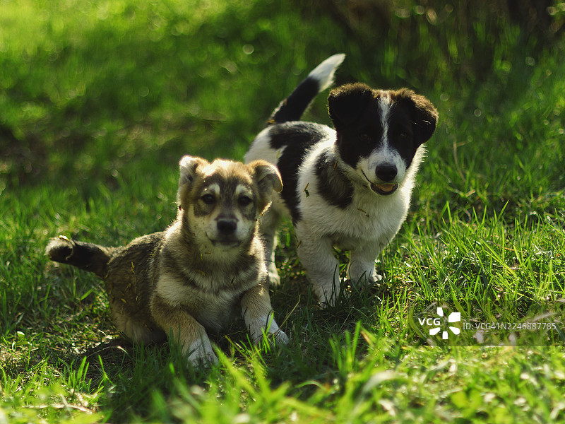 夏日草地上的小狗图片素材