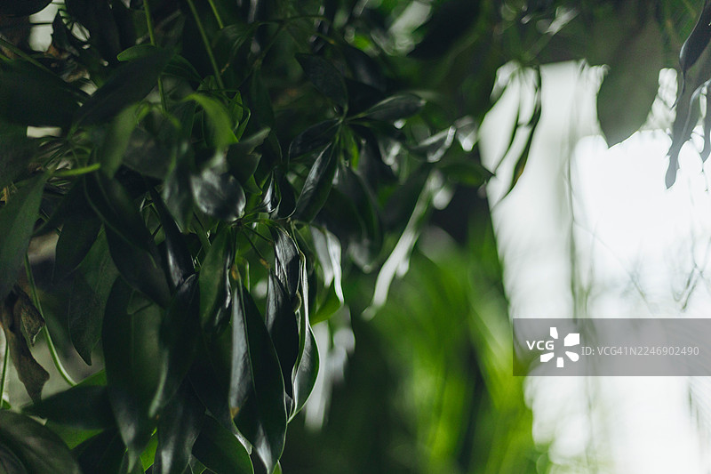 茂密的绿色植物在明亮的自然光源下浓密地垂挂着。图片素材