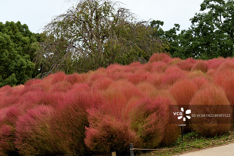 夏季的翠云草(Kochia Scoparia / Bassia Scoparia f. Trichophylla):耐寒耐旱的观叶植物图片素材