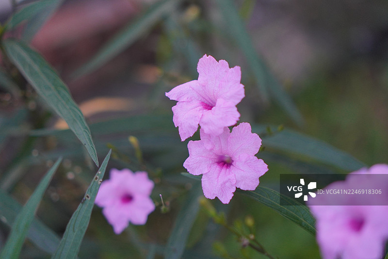 水炮，水炮，狭叶马鞭草，铁根，退烧草，爆裂荚，爆裂植物，Trai-no，Toi ting 爵床科，布里顿野花，墨西哥蓝铃花，紫花矮牵牛在花园中绽放，背景为自然风光图片素材