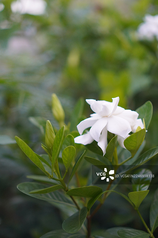 风车茉莉白花图片素材