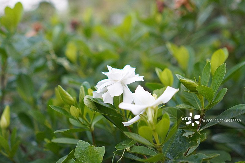 风车茉莉白花图片素材