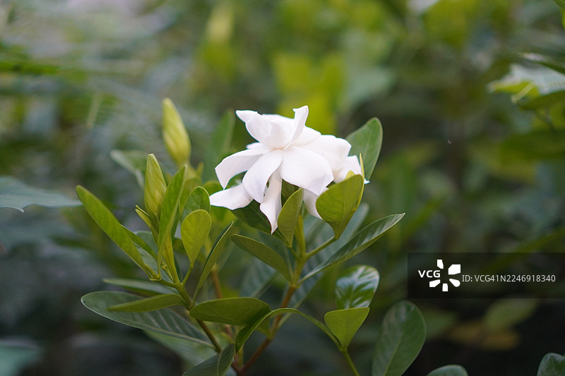 风车茉莉白色花朵图片素材