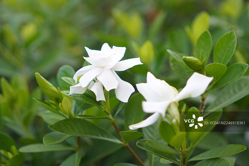 风车茉莉白花图片素材