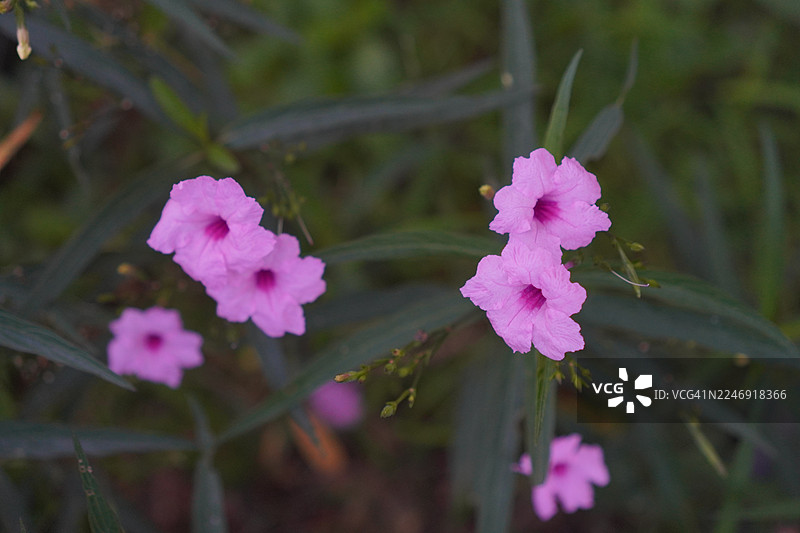 水炮，水炮，金线草，铁根，退热草，爆荚，爆竹花，泰诺，泰廷，爵床科，布里顿野花，墨西哥蓝铃花，矮牵牛紫花在花园绽放，背景为自然风光图片素材