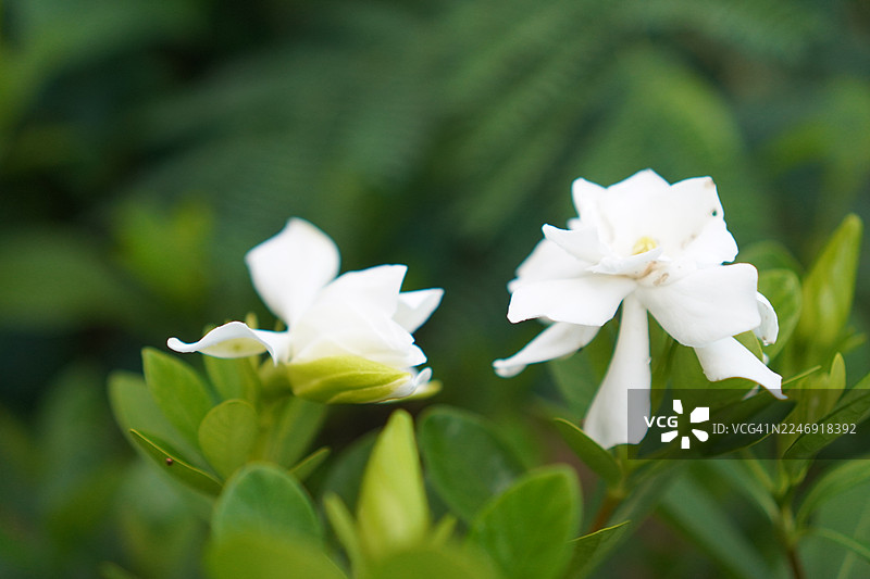 风车茉莉白花图片素材