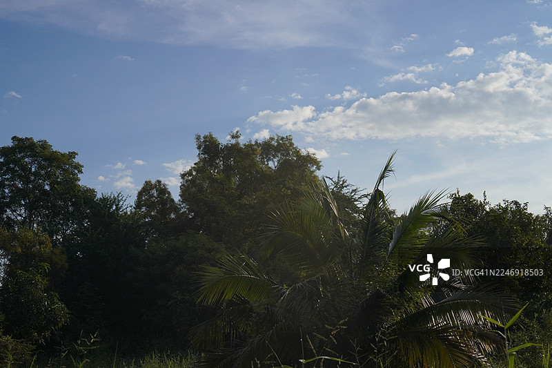 粗糙表面纹理的大树树干，背景为自然植物灌木草地，带有白云蓝天图片素材