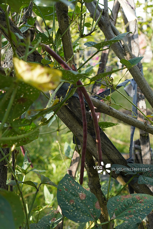 豇豆，白豇豆，翼豆，木兰纲，豆科，花园里种植的绿色蔬菜长豆角，自然背景下盛开的生食，刀豆，木兰纲，刀豆图片素材