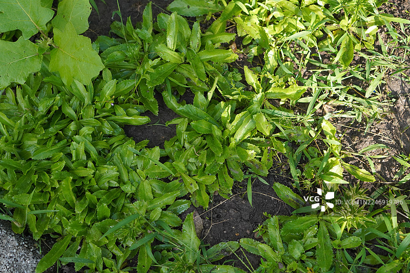 假香菜图片素材