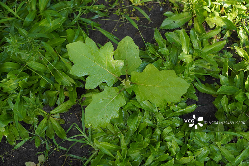 茄子香菜图片素材