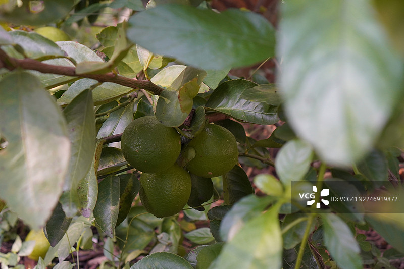 树上的柠檬，自然背景虚化，植物，酸味水果，青柠，绿色蔬菜图片素材