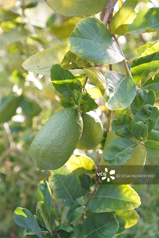 柠檬果树图片素材