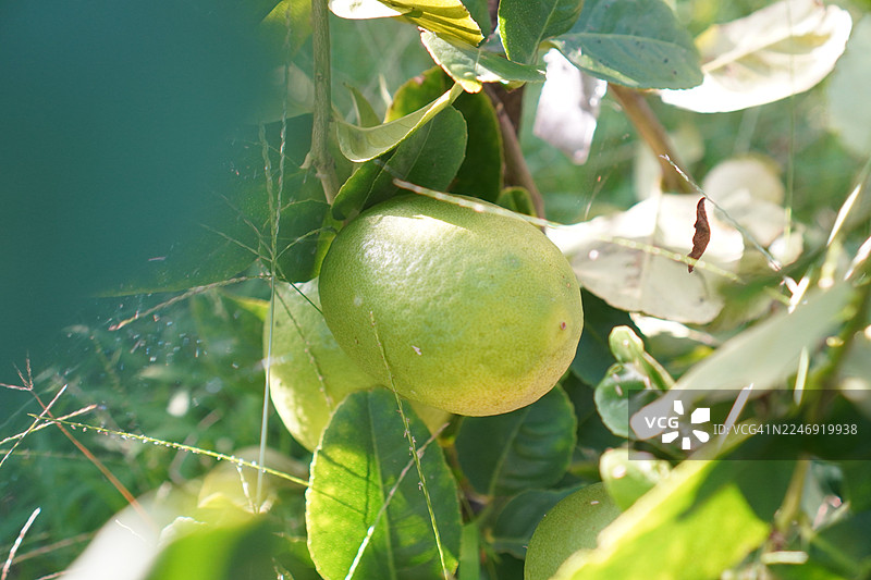 柠檬果树图片素材