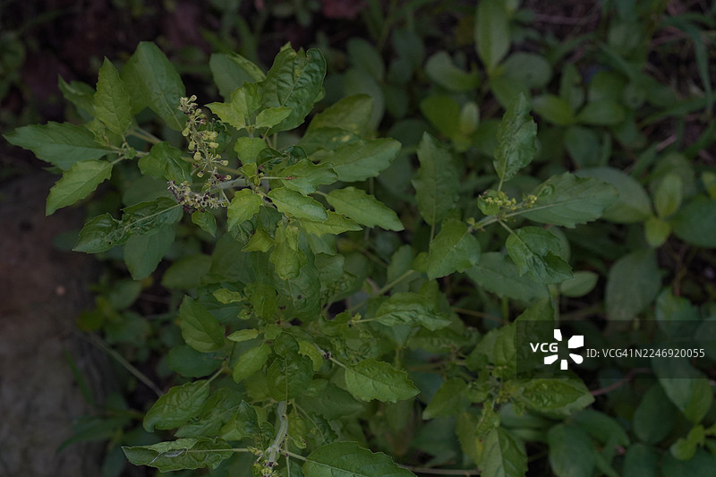 泰国圣罗勒（Ocimum tenuiflorum sanctum），又名Tulsi或Kaphrao，是一种直立的绿色蔬菜叶，在花园的自然背景下盛开。图片素材