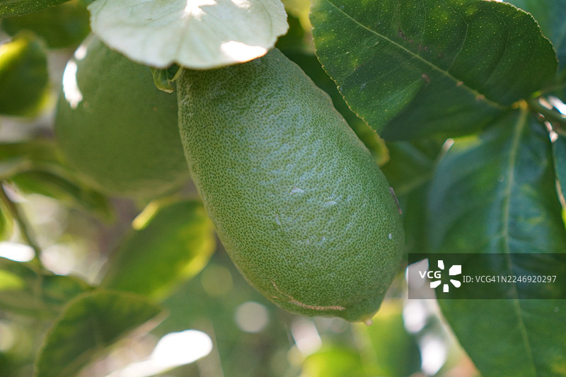 柠檬果树图片素材