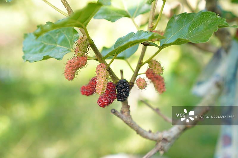 花园里盛开的桑葚果，自然背景图片素材