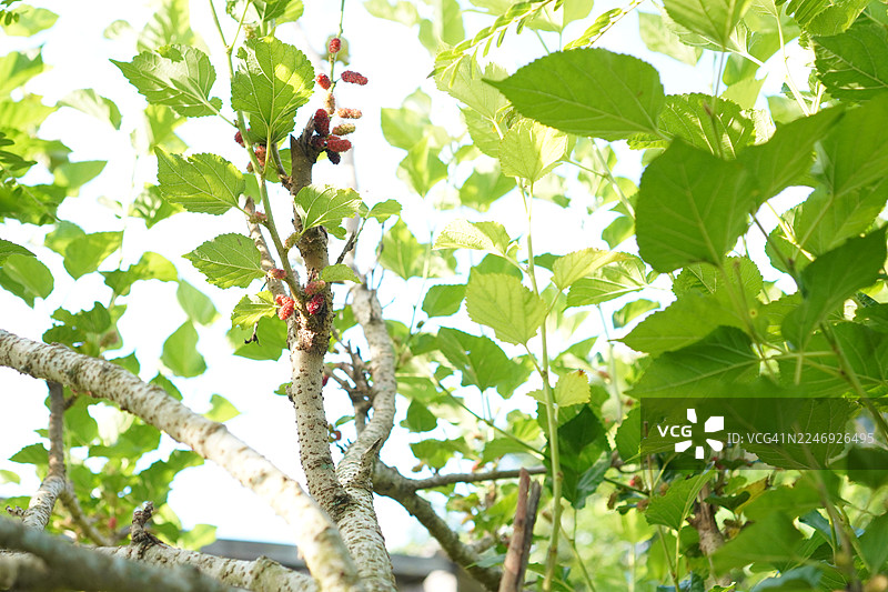 花园里盛开的桑葚果，自然背景图片素材