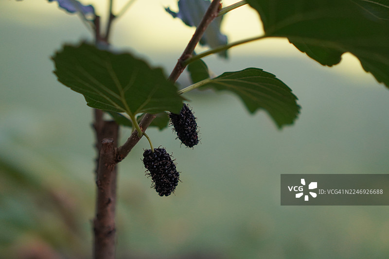 特写：花园中盛开的桑葚，背景为自然风光图片素材