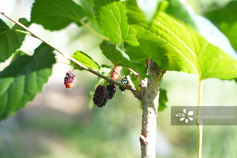 花园里盛开的桑葚果，自然背景图片素材